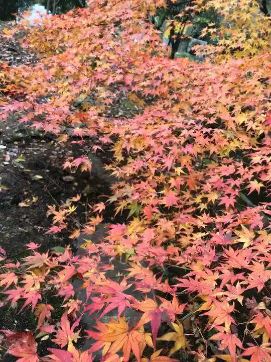 金刀比羅宮の自然