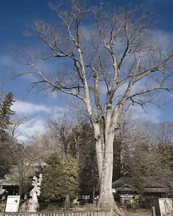 野木神社(栃木県)