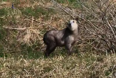 赤岩稲荷神社の動物