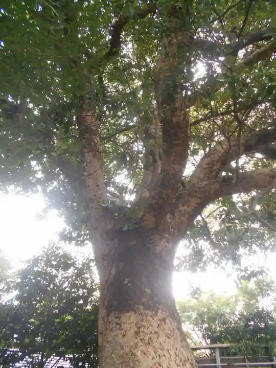 正一位稲荷大明神(築山稲荷社)の自然