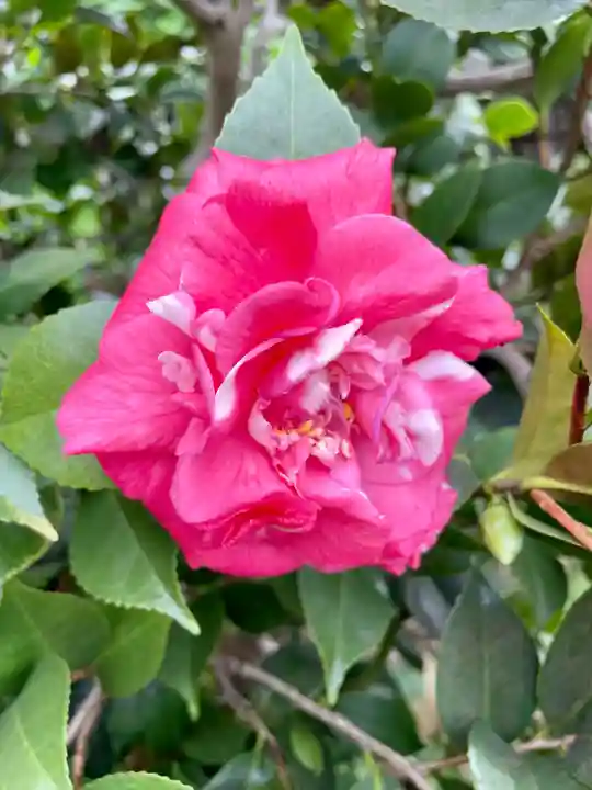 谷中 妙福寺(東京都)