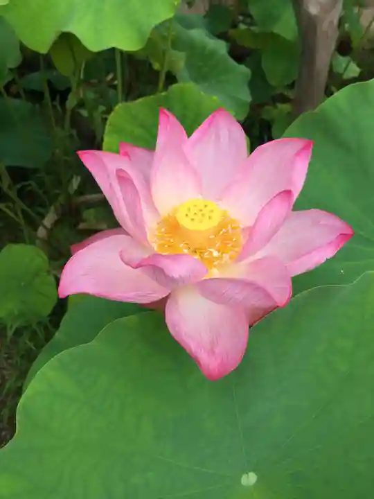 法金剛院の自然