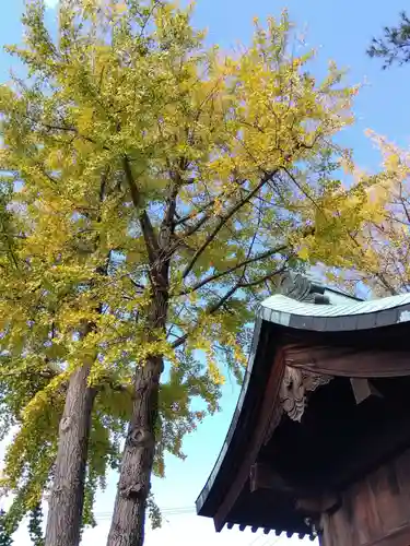 杉杜白髭神社(福井県)