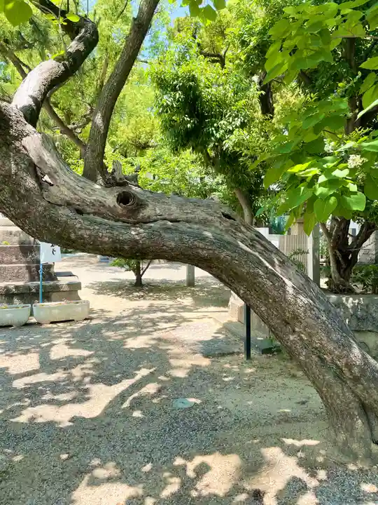 柴籬神社の自然