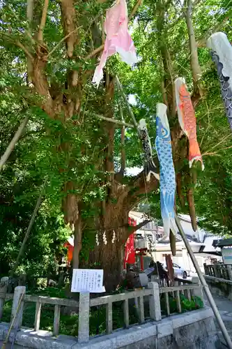 海南神社の自然