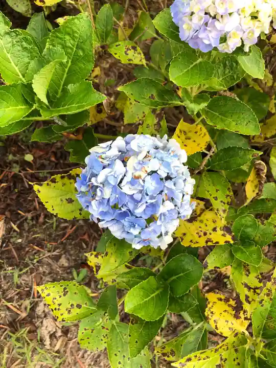 出雲大社上総教会(国吉神社内)の自然