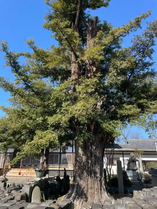浄運寺の{uncategorized: "未分類", other: "その他", undefined: "問題あり", building: "その他建物", grave: "お墓", sacred_gate: "鳥居", guardian: "狛犬", statue: "像", buddha: "仏像", history: "歴史", nature: "自然", garden: "庭園", animal: "動物", pagoda: "塔", temizu: "手水舎", mountain_gate: "山門・神門", sanctuary: "本殿・本堂", subordinate: "末社・摂社", art: "芸術", scenery: "景色", jizo: "地蔵", ema: "絵馬", goshuin: "御朱印", omikuji: "おみくじ", items: "授与品その他", amulet: "お守り", goshuincho: "御朱印帳", eats: "食事", festival: "お祭り", votive_dance: "神楽", shichigosan: "七五三参", wedding: "結婚式", experience: "体験その他", initially: "初詣", around: "周辺", anti_infection: "感染症対策"}