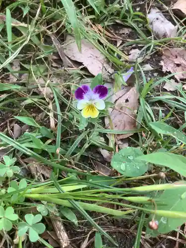 清洲山王宮　日吉神社の自然