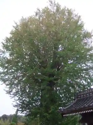 天徳寺(山口県)