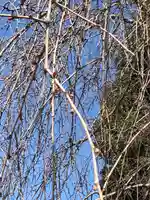 伏木香取神社の自然