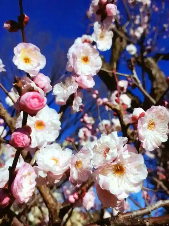 瑞円寺(東京都)