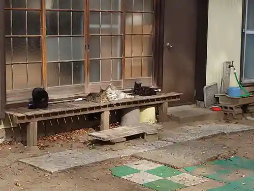 蘇我比咩神社の動物