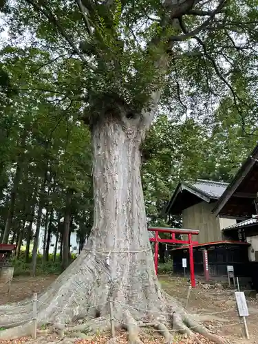 櫻井神社(長野県)