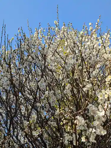 東神奈川熊野神社(神奈川県)
