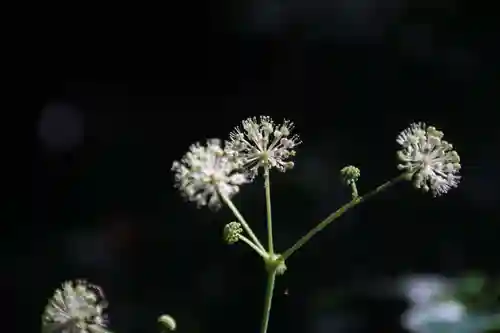 鹿島大神宮の自然