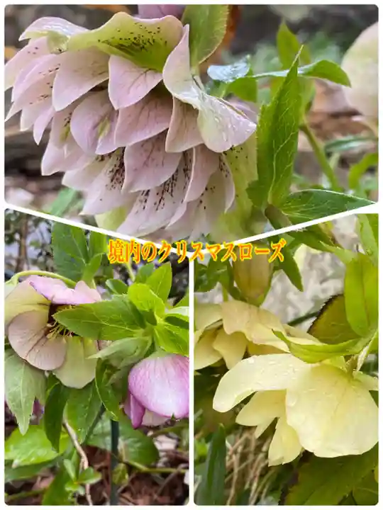 岡部春日神社~👹鬼門よけの🌺花咲く🌺やしろ~(福島県)