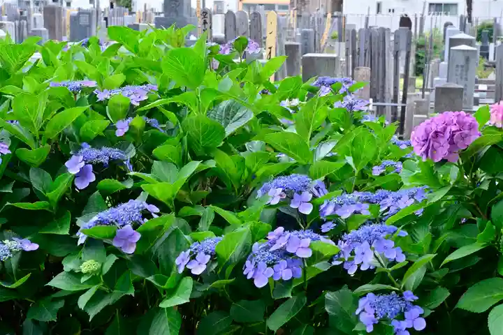 宝祥寺(東京都)