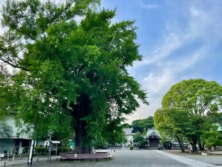 時宗総本山 遊行寺(正式:清浄光寺)(神奈川県)