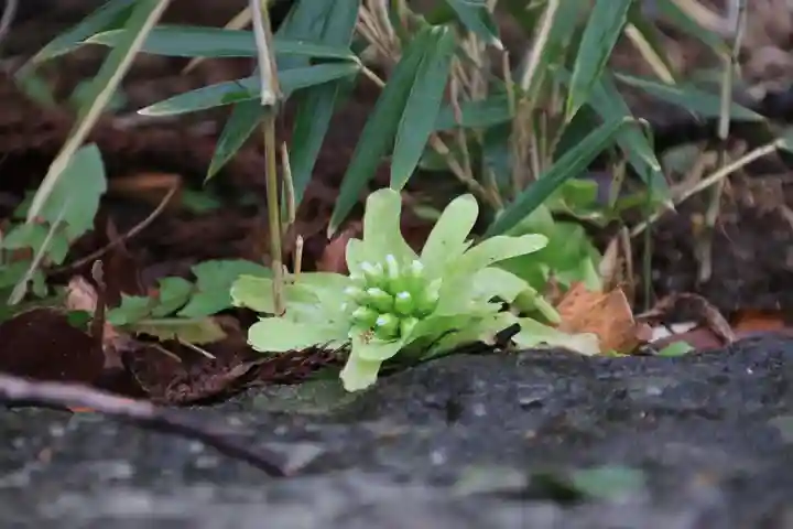 神炊館神社 ⁂奥州須賀川総鎮守⁂の自然