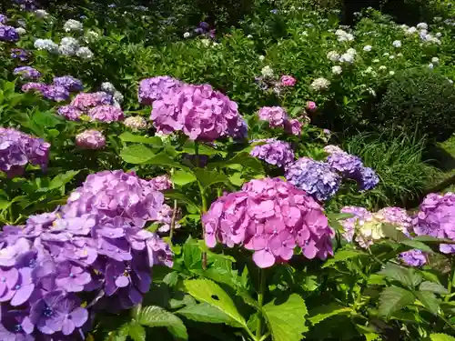 天台宗　長窪山　正覚寺の自然