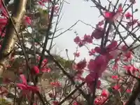 旗上弁財天社の自然