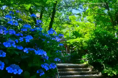 高幡不動尊　金剛寺(東京都)