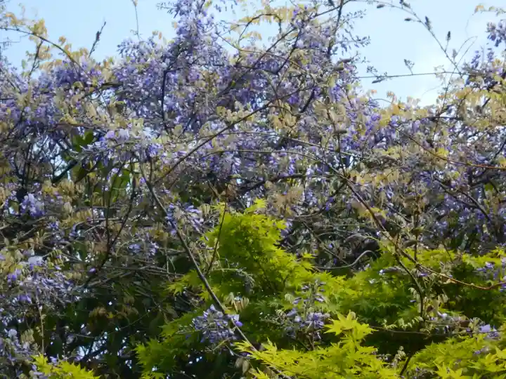 浄光明寺の自然
