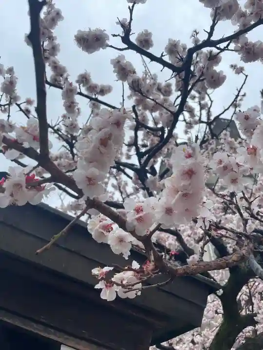 湯島天満宮の自然