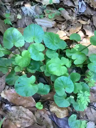 堤治神社の自然