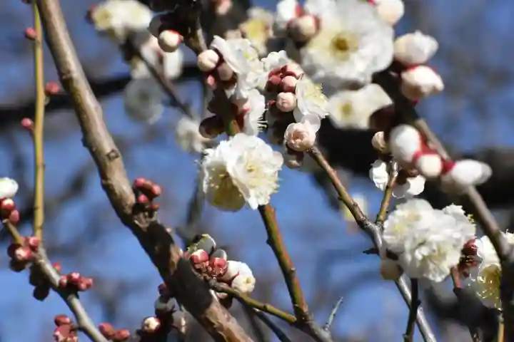 豊國神社の自然