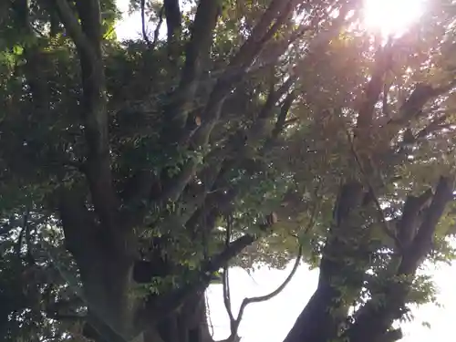 多気比売神社の自然