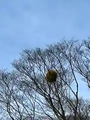 菱野健功神社の自然