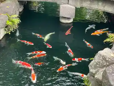 浅草寺の動物