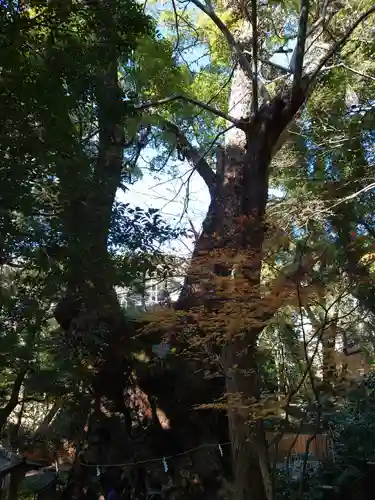 來宮神社の自然