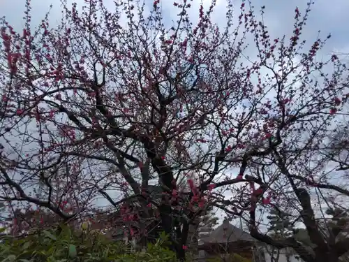 豪徳寺(東京都)