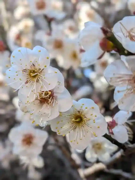 乃木神社(東京都)