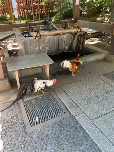 岩槻久伊豆神社の手水