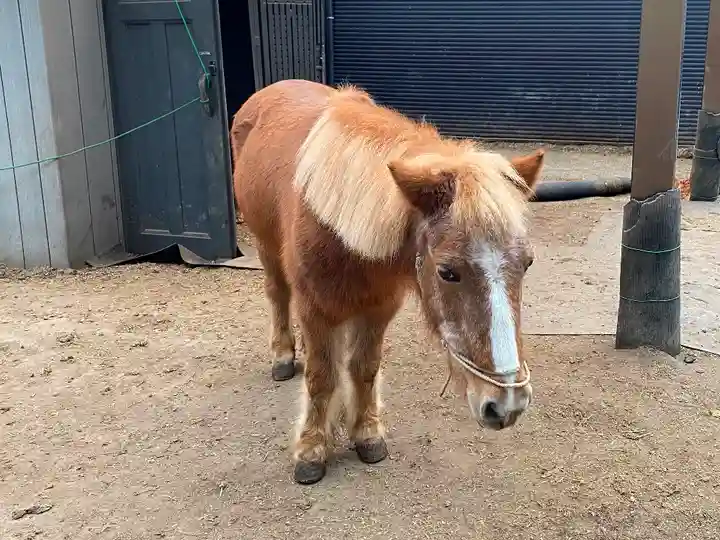 五方山熊野神社の動物