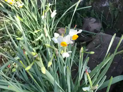 諏訪神社の自然