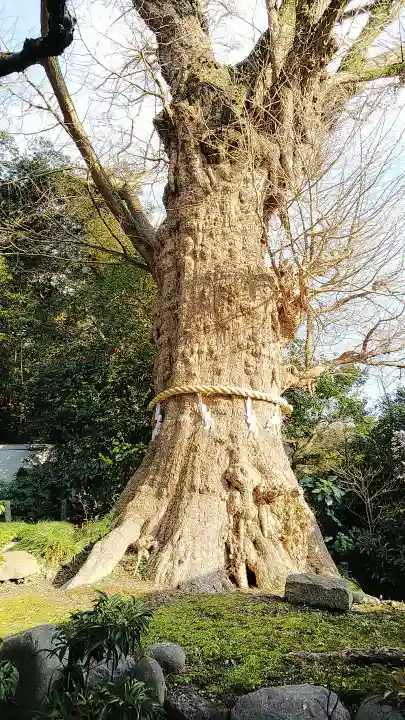 荏柄天神社の自然