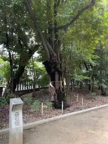 辛國神社の自然