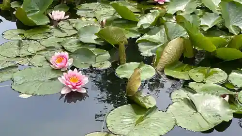 金澤神社の庭園