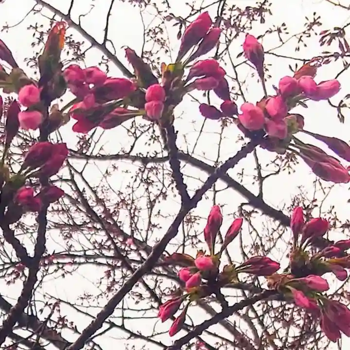 彌彦神社 (伊夜日子神社)の自然