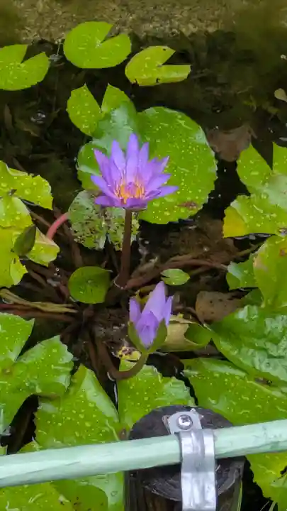 全興寺(大阪府)