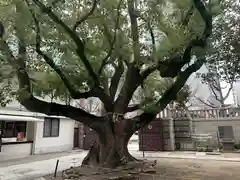 難波神社の自然