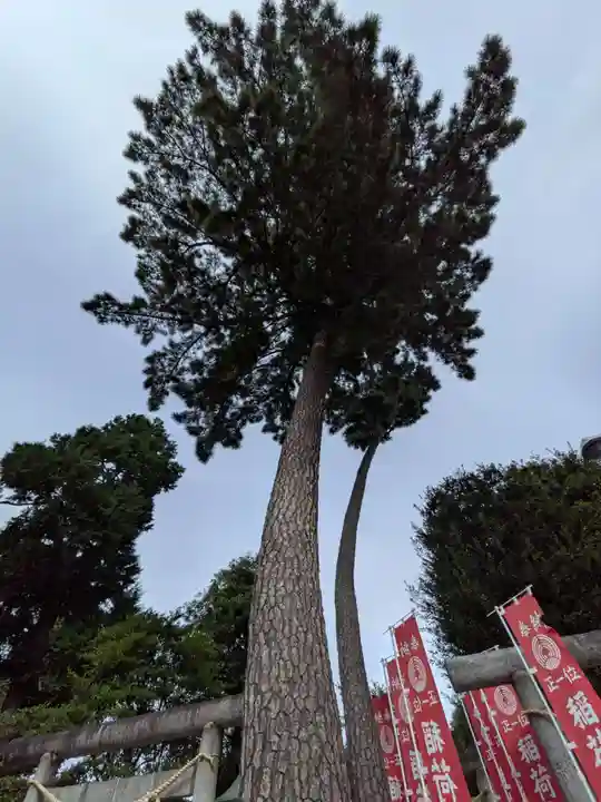 中野沼袋氷川神社(東京都)