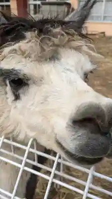 布川神社の動物
