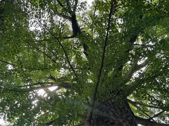 田無神社(東京都)