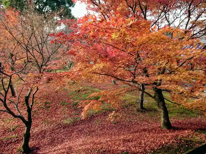 東福禅寺(東福寺)の自然