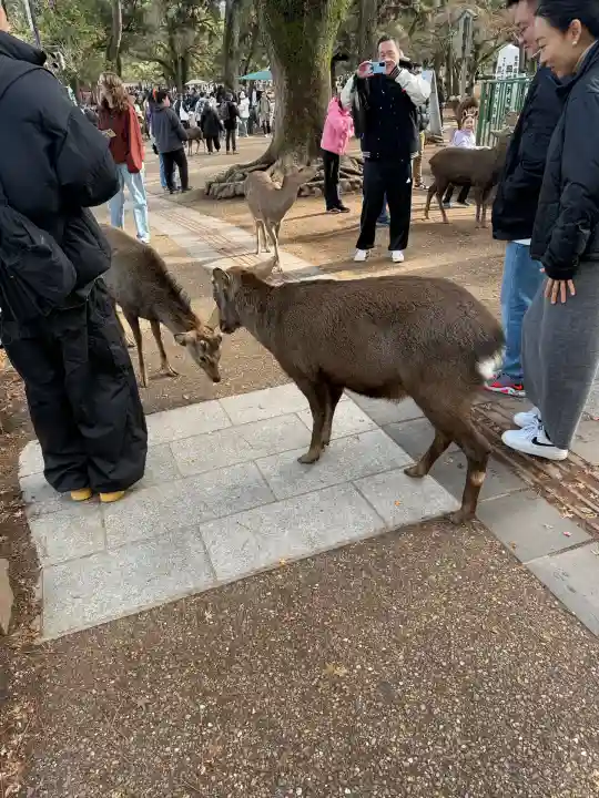 興福寺(奈良県)